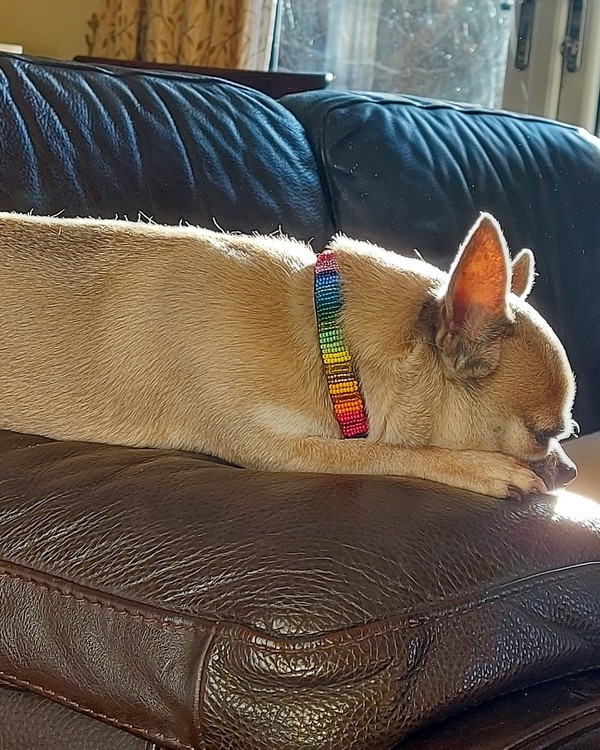 Chihuahua in Rainbow